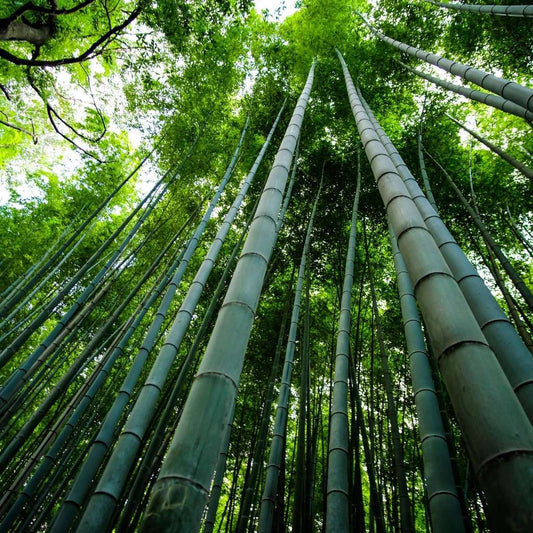 A bamboo vs. recycled toilet paper smackdown